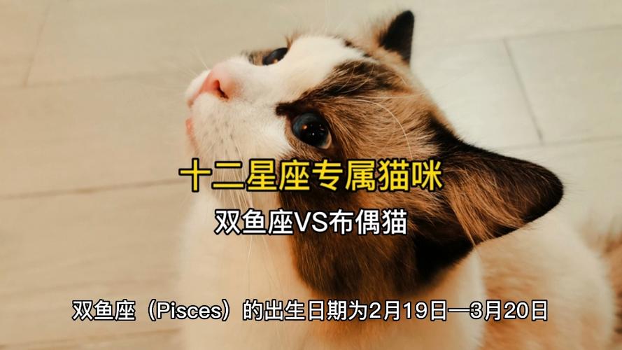 十二星座专属猫咪,双鱼座vs布偶猫#萌宠 #养猫新手 #是宠物更是家人