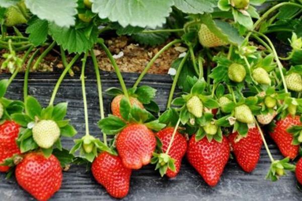 梦见摘草莓是什么意思女人梦到摘草莓又大又红有什么预兆