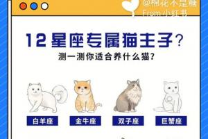 十二星座最适合养的猫(12星座适合养什么宠物猫?)