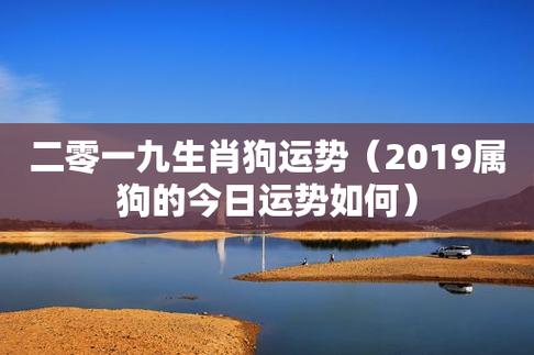 二零一九生肖狗运势(2023属狗的今日运势如何)