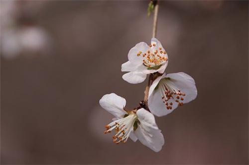 属鸡烂桃花一般会持续多久,属鸡人几月会有烂桃花