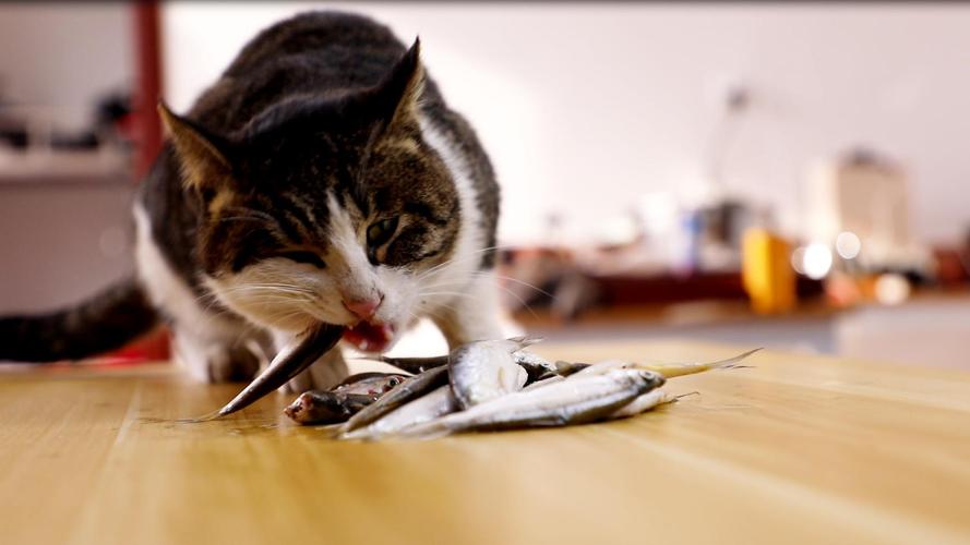 小猫吃鱼:这应该是这只流浪猫吃的最过瘾的一顿!