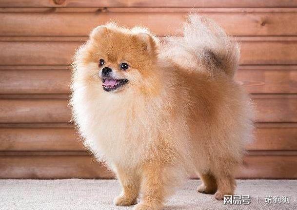 男孩子适合养什么狗?八大适合男生养的小型犬!