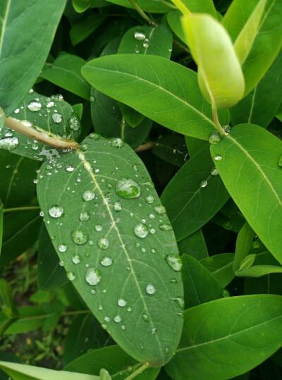 露水姻缘