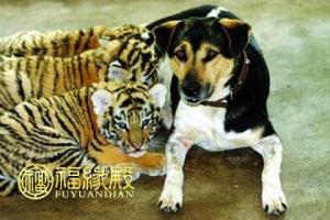 属虎和属狗的财运是否付合 属虎和属狗的人财运相冲吗