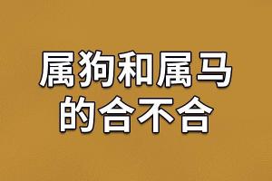 属马男跟属狗女配吗 属狗和属猪合得来吗