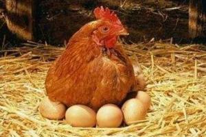梦见母鸡下蛋代表着什么