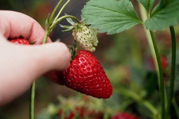 梦见摘草莓是什么意思女人梦到摘草莓又大又红有什么预兆