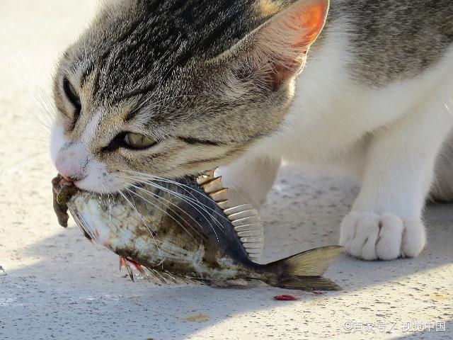 猫咪不爱吃鱼,是嘴太刁了吗?