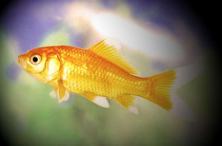 梦见鱼是什么意思梦见鱼代表什么梦见鱼是好事吗