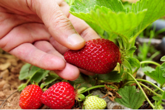 梦到摘草莓是什么预兆梦见摘草莓是什么意思